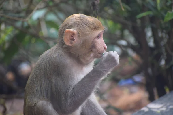 Ein Oberflächlicher Fokus Eines Fressenden Affen — Stockfoto