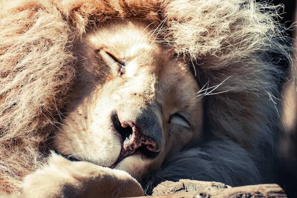 Een Close Shot Van Een Slapende Grote Mannelijke Leeuw — Stockfoto