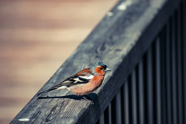 Mignon Petit Pinson Commun Perché Sur Une Rampe Bois — Photo