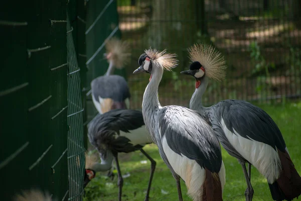 Egy Közeli Felvétel Koronás Darukról Egy Állatkerti Ketrecben — Stock Fotó