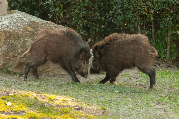 Deux Sangliers Sus Scrofa Combattant Dans Nature — Photo