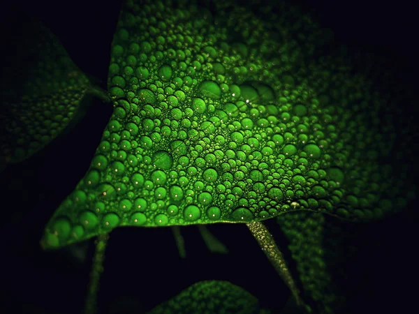 Närbild Ett Grönt Löv Med Dagg — Stockfoto