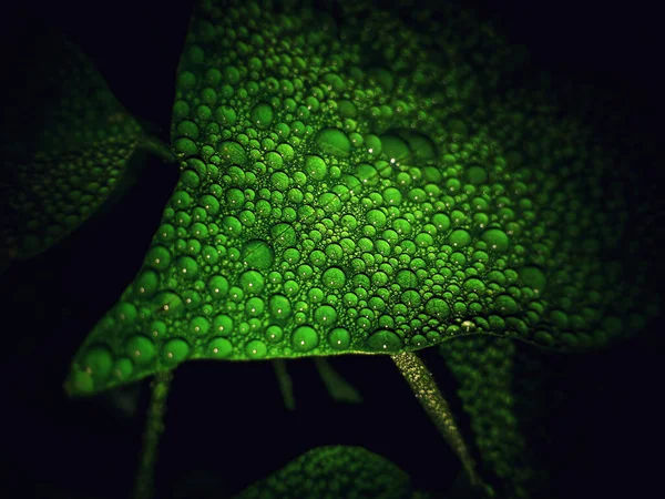 Primer Plano Una Hoja Verde Con Rocío — Foto de Stock