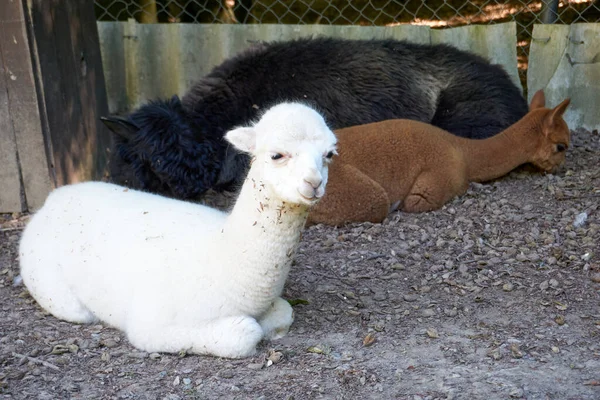 Närbild Fluffiga Alpacas Vilar — Stockfoto