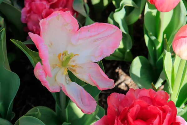 Eine Nahaufnahme Schöner Bunter Tulpen Einem Garten Sydney Nsw Australien — Stockfoto