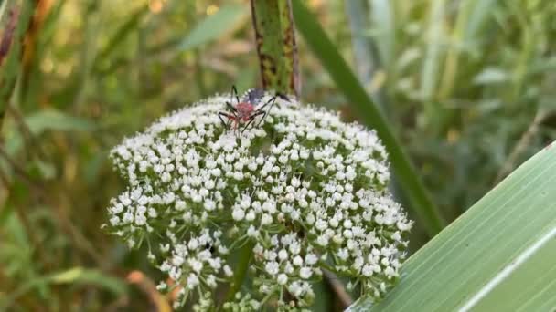 瓦利斯白色开花植物上不同昆虫的4K特写镜头 — 图库视频影像
