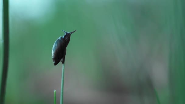 Een Close Van Een Kleine Zwarte Slak Grassprietje — Stockvideo