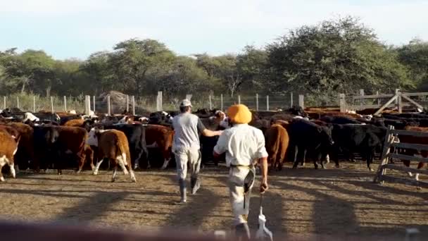 Gauchos Пасут Коров Внутри Загона — стоковое видео
