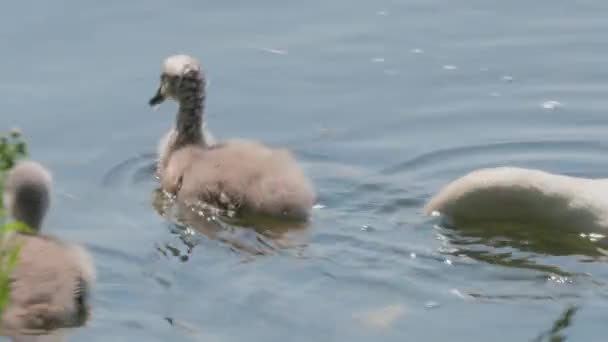 Vacker Vit Svan Med Ungar Som Simmar Sjön Vattenytan Sommardagen — Stockvideo