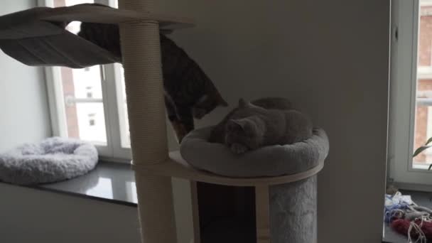 Optagelser Indendørs Katte Deres Seng Tårn Klatring Ned – Stock-video