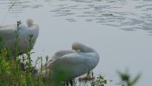 Hermosos Cisnes Blancos Con Cachorros Nadando Superficie Del Agua Del — Vídeos de Stock