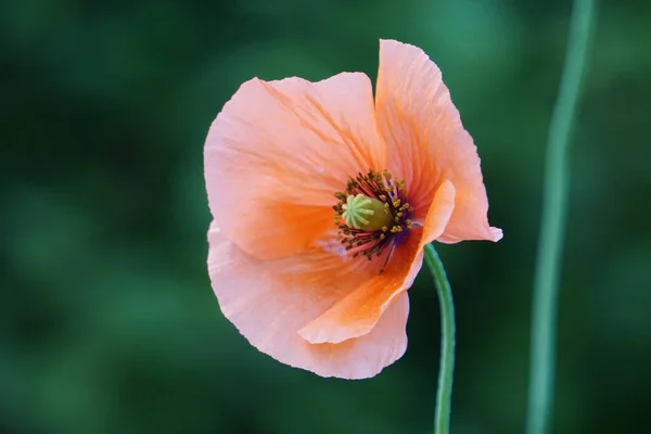Eine Schöne Aufnahme Einer Hellen Blume — Stockfoto