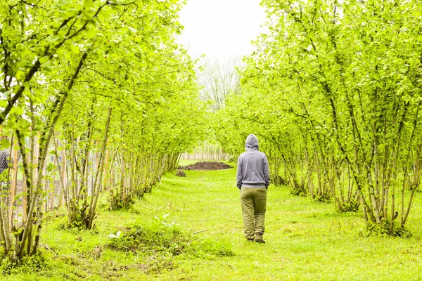 Person Som Går Nära Hasselnötsträd Plantager Georgien — Stockfoto