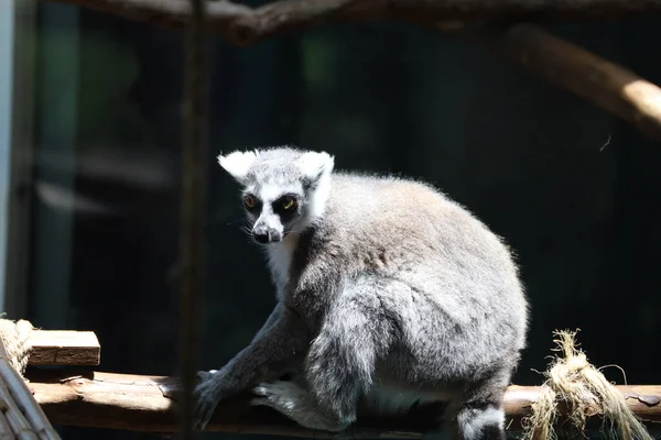 Egy Gyűrűsfarkú Maki Egy Állatkertben Swope Parkban Kansas Cityben — Stock Fotó