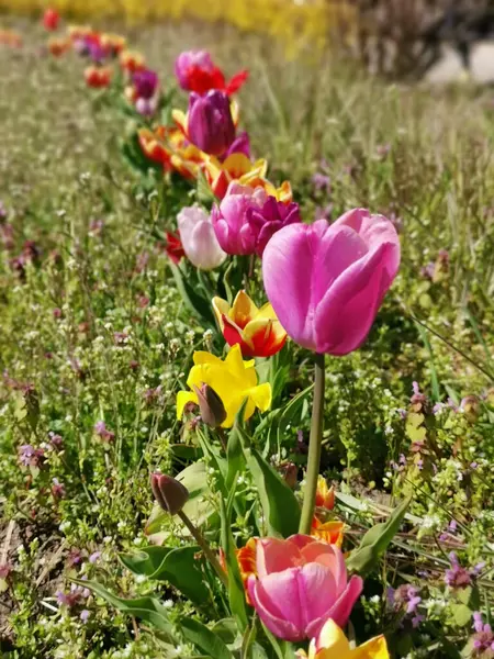 Ein Vertikaler Schuss Blühender Bunter Tulpen Auf Einer Wiese — Stockfoto