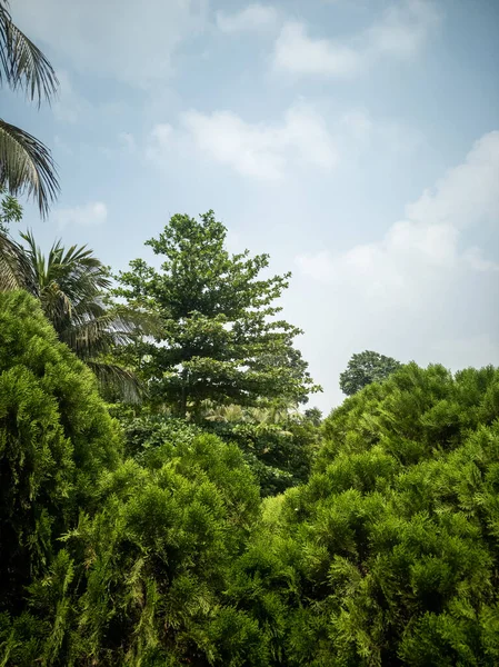 Tiro Vertical Árboles Verdes Parque — Foto de Stock
