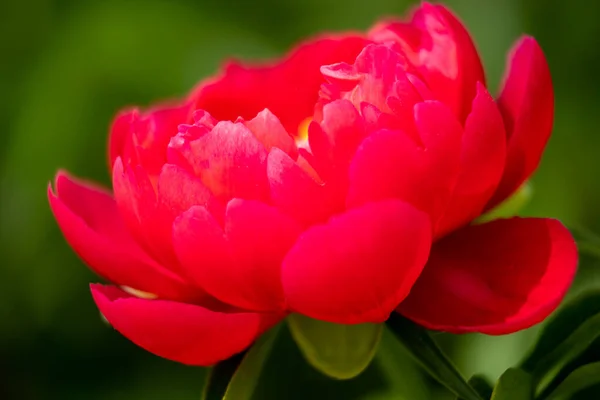 Ένα Κοντινό Πλάνο Ενός Κόκκινου Παιώνιου Λουλουδιού Ένα Θολό Φόντο — Φωτογραφία Αρχείου