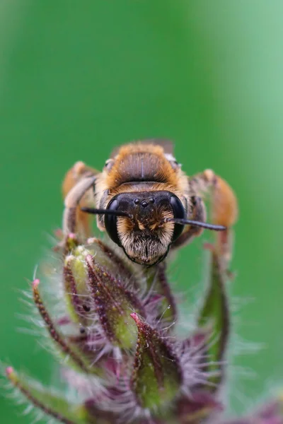 Gros Plan Frontal Une Femelle Petite Abeille Charbonnière Andrena Ovatula — Photo