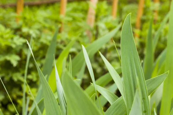 Zbliżenie Ujęcie Zielonych Tulipanów Liście — Zdjęcie stockowe