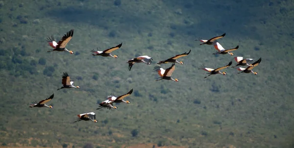 Uçan Gri Taçlı Bir Turna Sürüsü Ayrıca Afrika Taçlı Turna — Stok fotoğraf