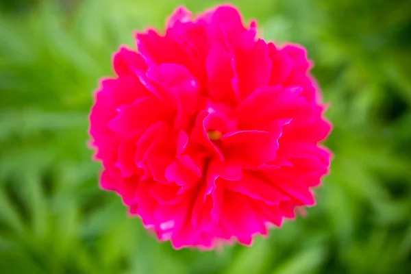 Superior Uma Flor Peônia Vermelha Fundo Borrado — Fotografia de Stock