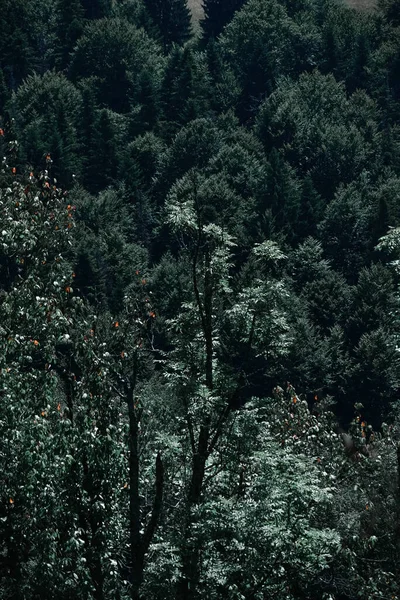 暗い日に背の高い太い木を持つ魅惑的な森の不気味な風景 垂直ショット — ストック写真