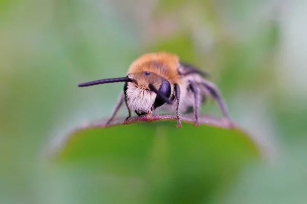 葉の上に毛深い男の一般的な左官蜂の前頭葉の閉鎖 — ストック写真