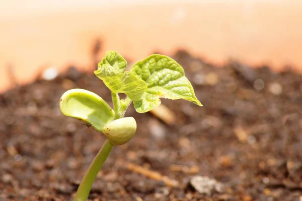 Primer Plano Una Planta Verde Creciendo Suelo Luz Del Sol —  Fotos de Stock
