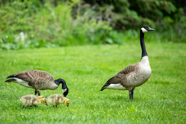 Die Kanadagänse Mit Küken Branta Canadensis Mount Nemo Halton Ontario — Stockfoto