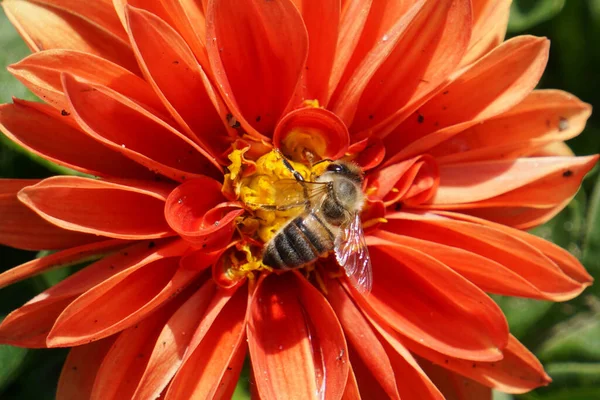 Egy Méhecske Egy Fényes Virágon — Stock Fotó