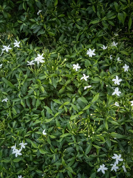 Vertikální Záběr Zeleného Keře Květinami Myrtle — Stock fotografie