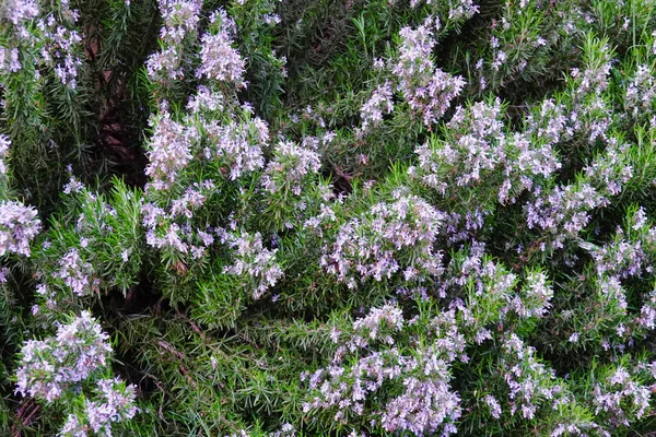 Ein Schuss Schöner Lila Blumen — Stockfoto