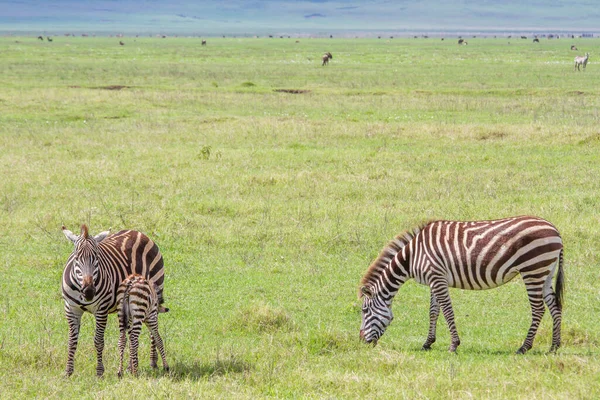 Uma Bela Vista Zebras Pastando Descansando Campo Cratera Ngorongoro Tanzânia — Fotografia de Stock