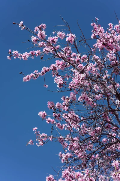 Plan Angle Bas Belles Fleurs Amande Fleurs Contre Ciel Bleu — Photo
