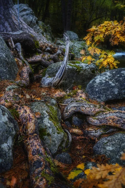 Closeup Shot Moss Covered Rocks Damp Forest — Stock Photo, Image