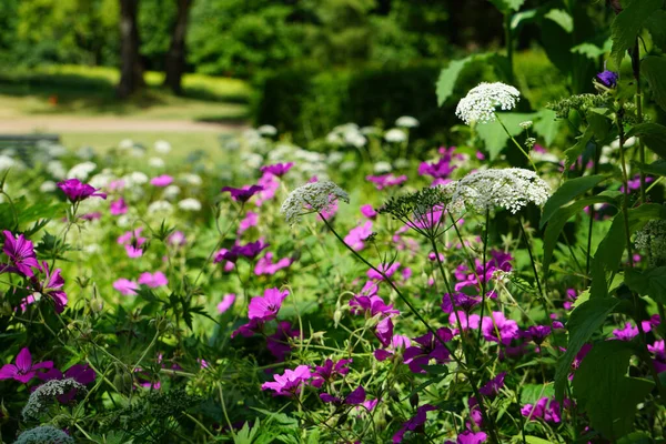 Fin Bild Ljusa Blommor — Stockfoto