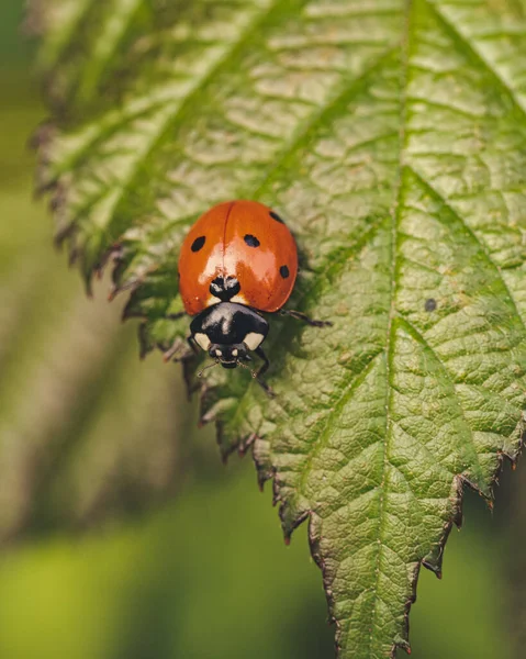 Gros Plan Une Coccinelle Perchée Sur Une Feuille Verte Sur — Photo