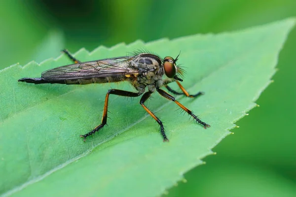 Close Common Awl Robberfly Uma Folha Verde — Fotografia de Stock