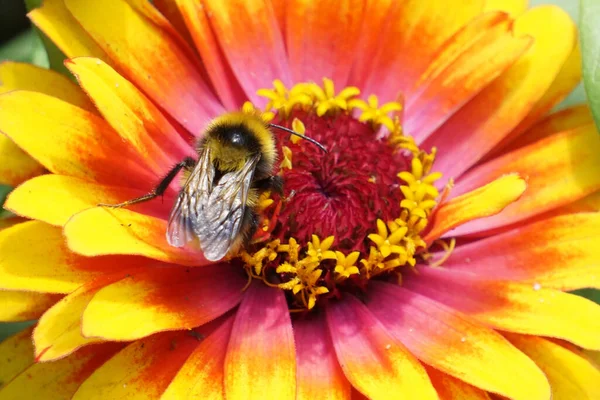 Strzał Pszczoły Jasnym Kwiatku — Zdjęcie stockowe