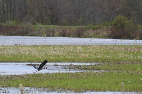 Bel Oiseau Survolant Marais Tenant Nourriture Avec Son Bec — Photo