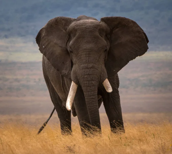 象牙の牙を損傷した象 アフリカのブッシュ象 — ストック写真