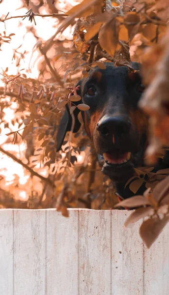 Tiro Vertical Rosto Bonito Cão Espreitando Uma Árvore — Fotografia de Stock