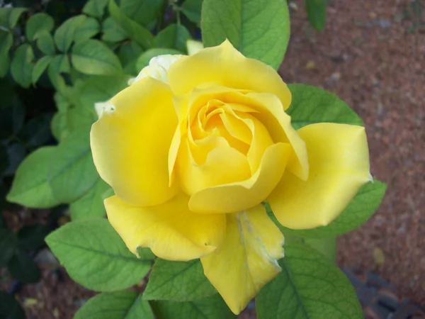 Top View Beautifully Blossomed Yellow Rose Garden — Fotografia de Stock