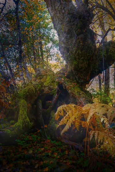 Starý Tlustý Kmen Stromu Lese Podzim — Stock fotografie