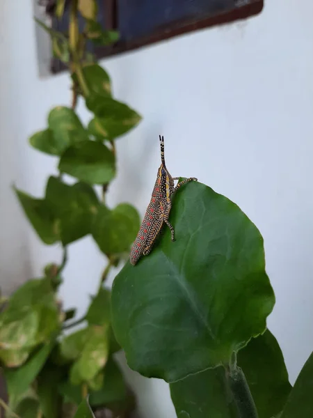 Plan Angle Élevé Une Plante Intérieur Avec Longues Branches Des — Photo