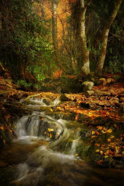 Vertical Shot Stream Flowing Middle Autumnal Forest — стоковое фото