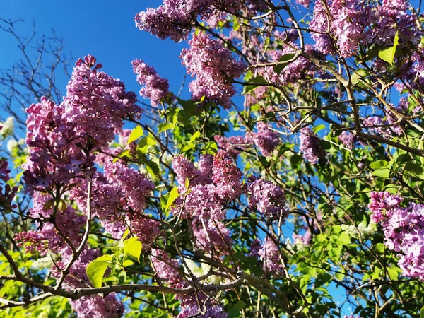 Beutiful Blooming Lilac Blue Sky Background — Foto de Stock