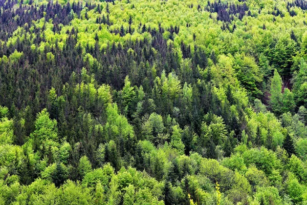 Güzel Bir Yaprak Döken Kozalaklı Ormanın Havadan Görünüşü — Stok fotoğraf