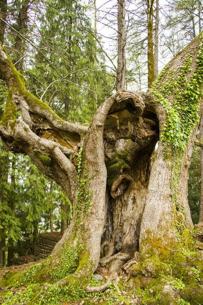 A vertical shot of the thousand-year-old Linden tree in a forest