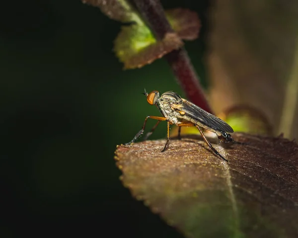 Een Close Shot Van Een Vlieg Neergestreken Een Plantenblad Een — Stockfoto